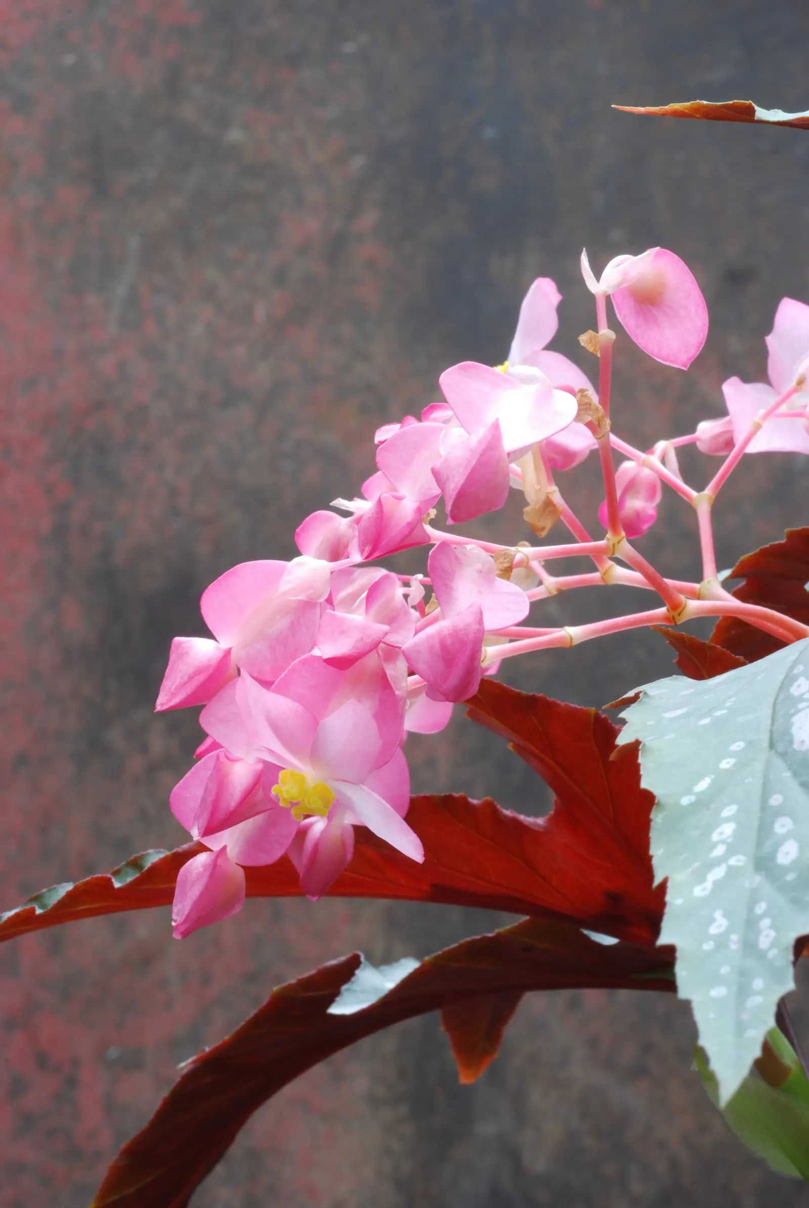 Sophie Cecile Begonia (Begonia 'Sophie Cecile') — and indoor spaces with bright