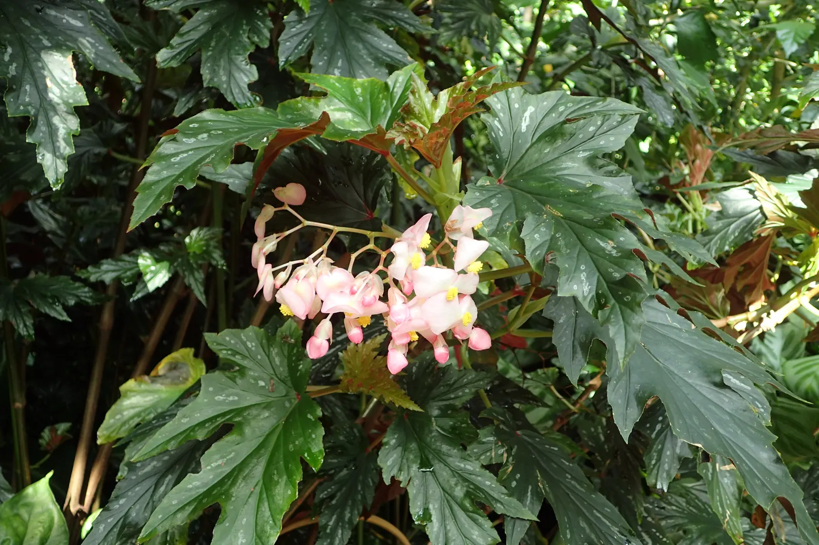 Sophie Cecile Begonia (Begonia 'Sophie Cecile') — angel-wing shaped leaves and clusters of pendulous