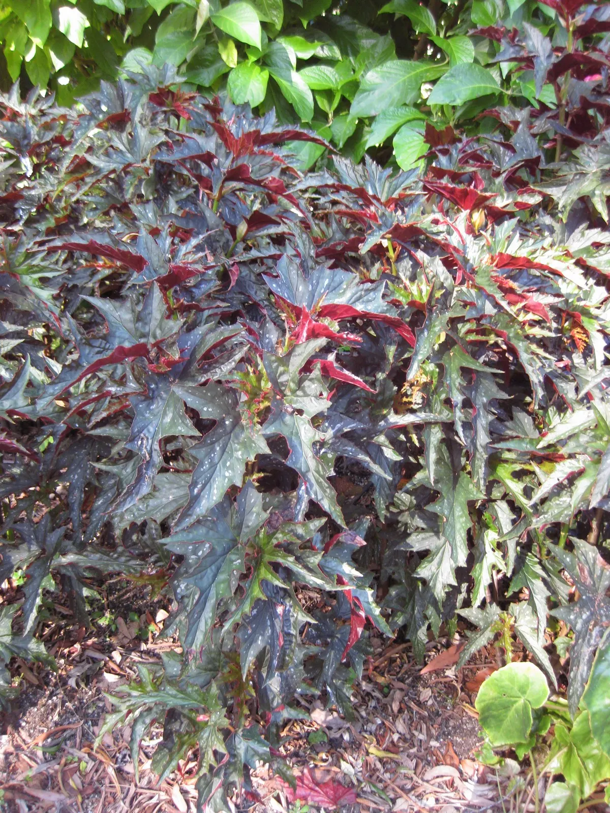 Sophie Cecile Begonia (Begonia 'Sophie Cecile') — a cherished member of the fibrous Begonia family