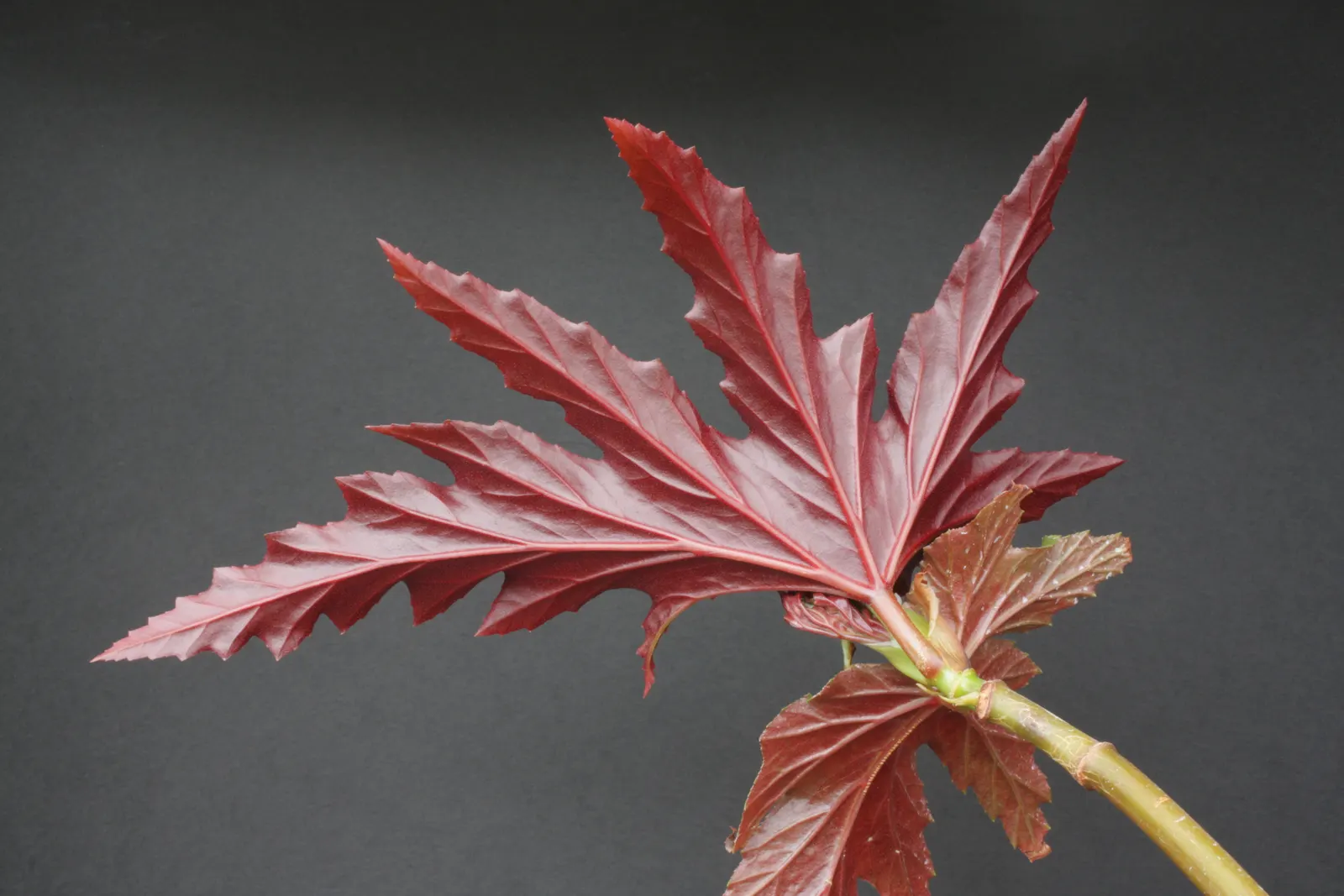 Sophie Cecile Begonia (Begonia 'Sophie Cecile') — Thriving in partial shade, it reaches an average height of 1-1.5 feet and spreads up to 1 foot