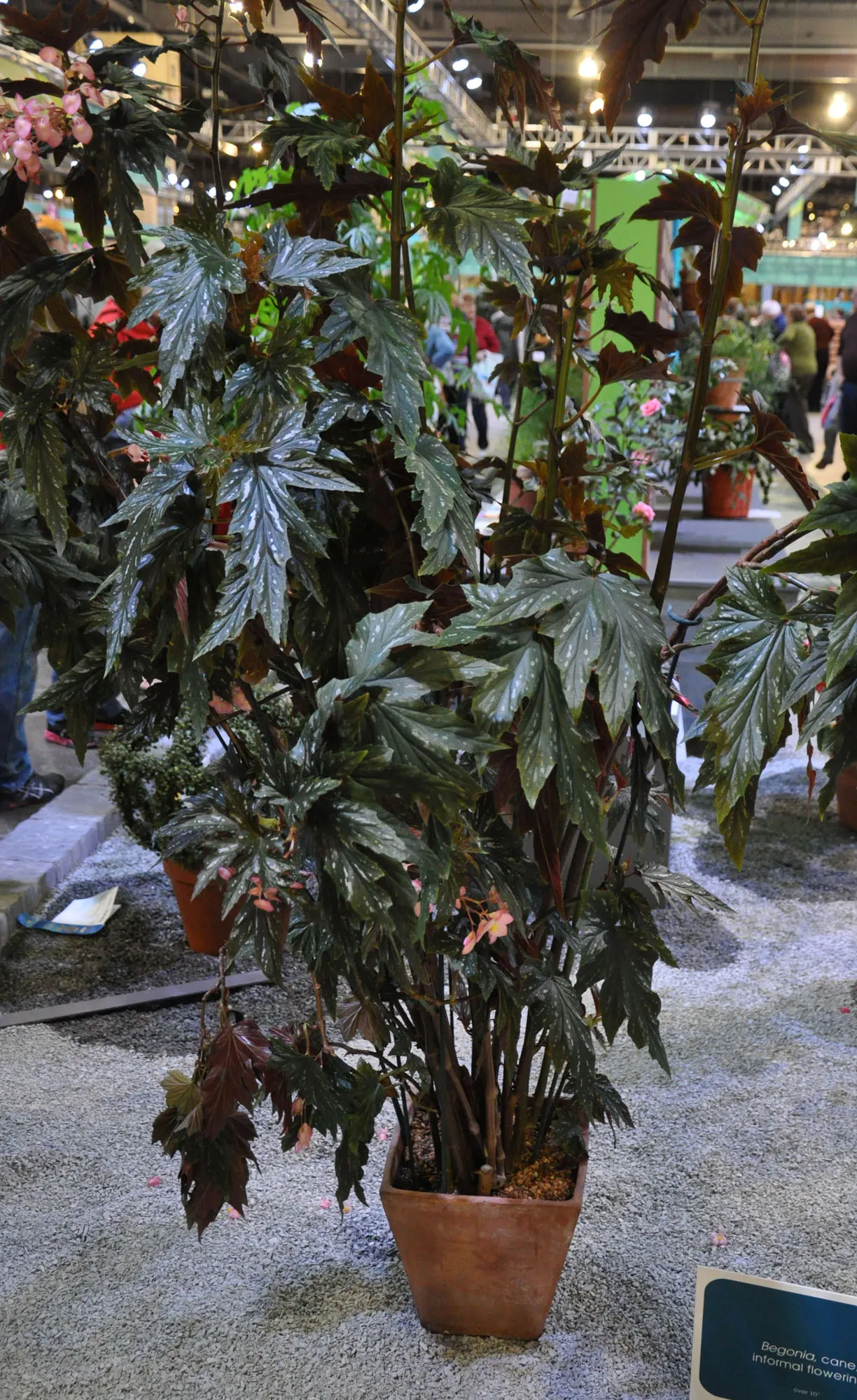 Sophie Cecile Begonia (Begonia 'Sophie Cecile') — and its undersides feature a rich reddish hue that adds visual interest