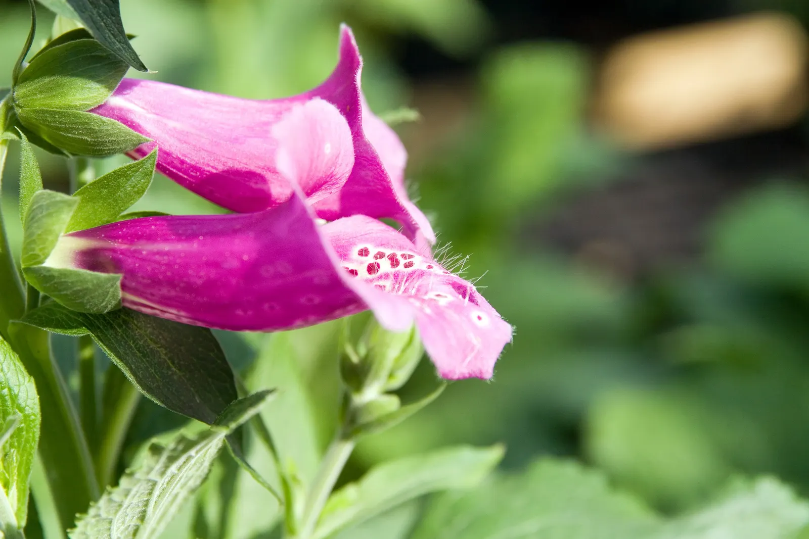 Camelot Rose Foxglove (Digitalis Purpurea 'Camelot Rose') — Cold-hardy in USDA zones 4-9