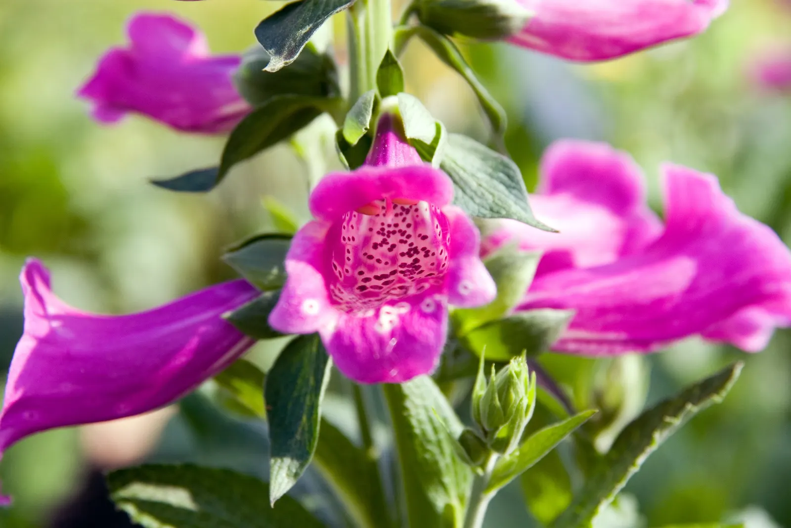 Camelot Rose Foxglove (Digitalis Purpurea 'Camelot Rose') — is a charming biennial or short-lived perennial that adds a touch of regal elegance to any garden