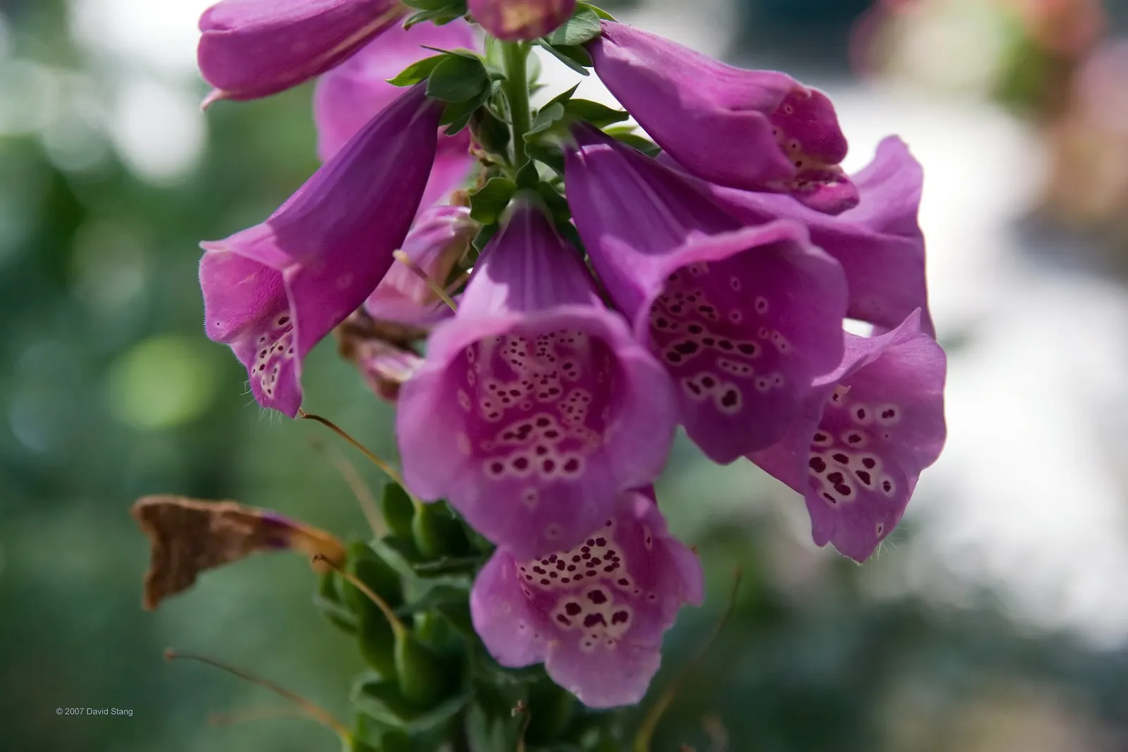 Camelot Rose Foxglove (Digitalis Purpurea 'Camelot Rose') — It thrives in partial shade and moist, well-drained soil
