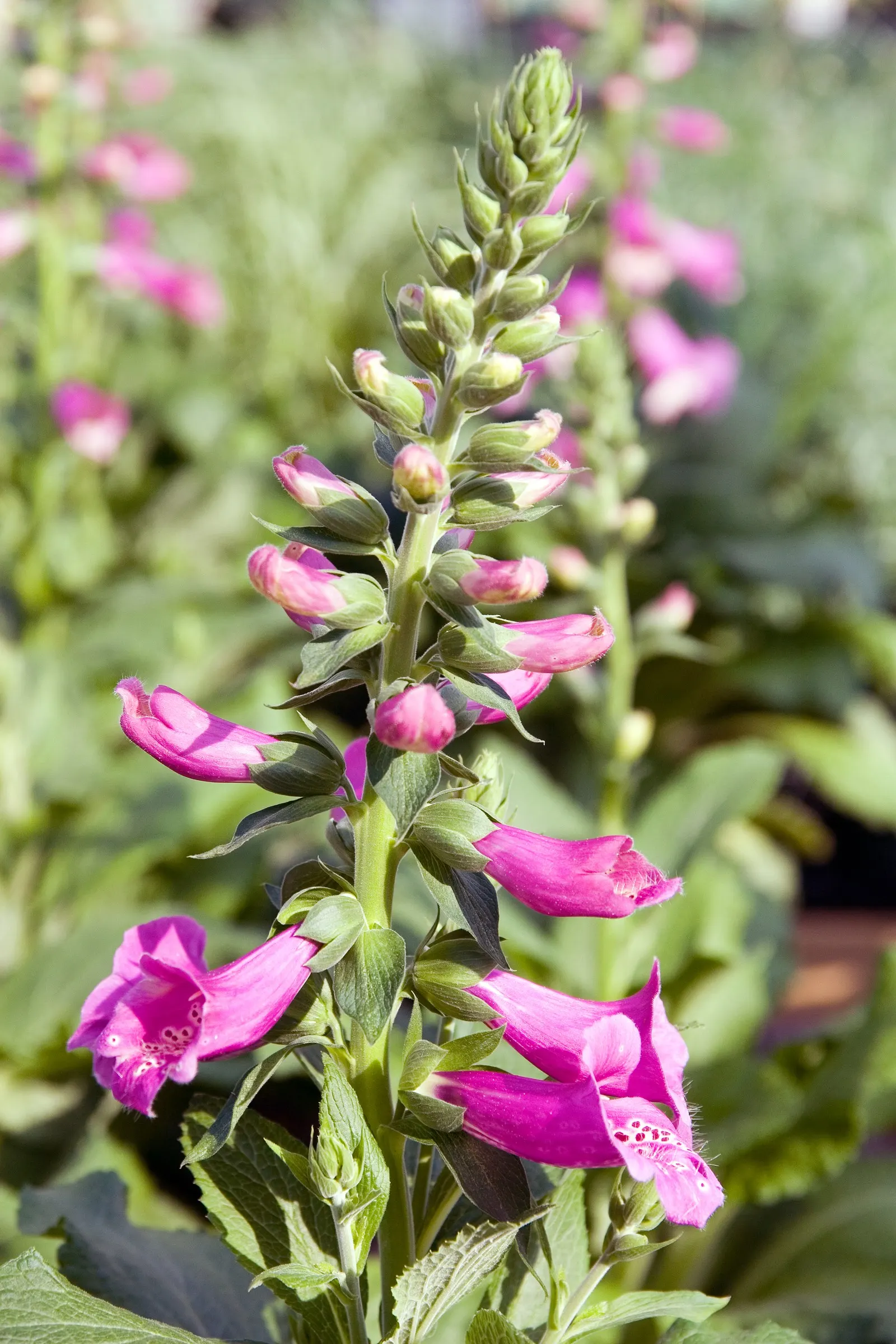Camelot Rose Foxglove (Digitalis Purpurea 'Camelot Rose') — rose-pink blooms marked with speckled throats
