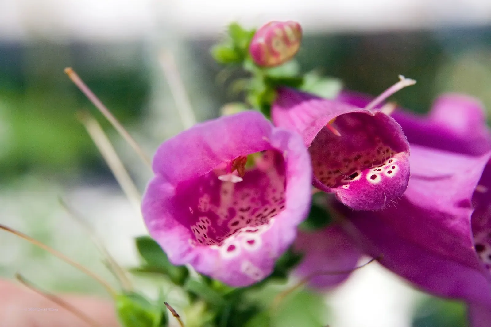 Camelot Rose Foxglove (Digitalis Purpurea 'Camelot Rose') — attracting hummingbirds and pollinators while adding vertical interest to the mid-border