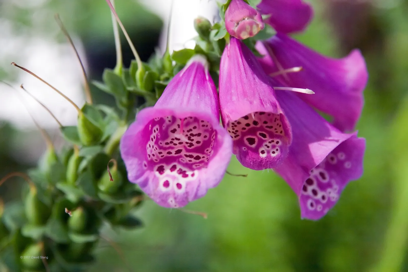 Camelot Rose Foxglove (Digitalis Purpurea 'Camelot Rose') — this foxglove blooms in early summer