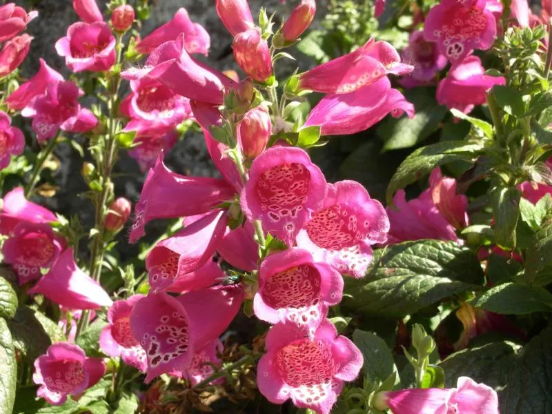 Camelot Rose Foxglove (Digitalis Purpurea 'Camelot Rose') — is a herbaceous biennial with a striking presence