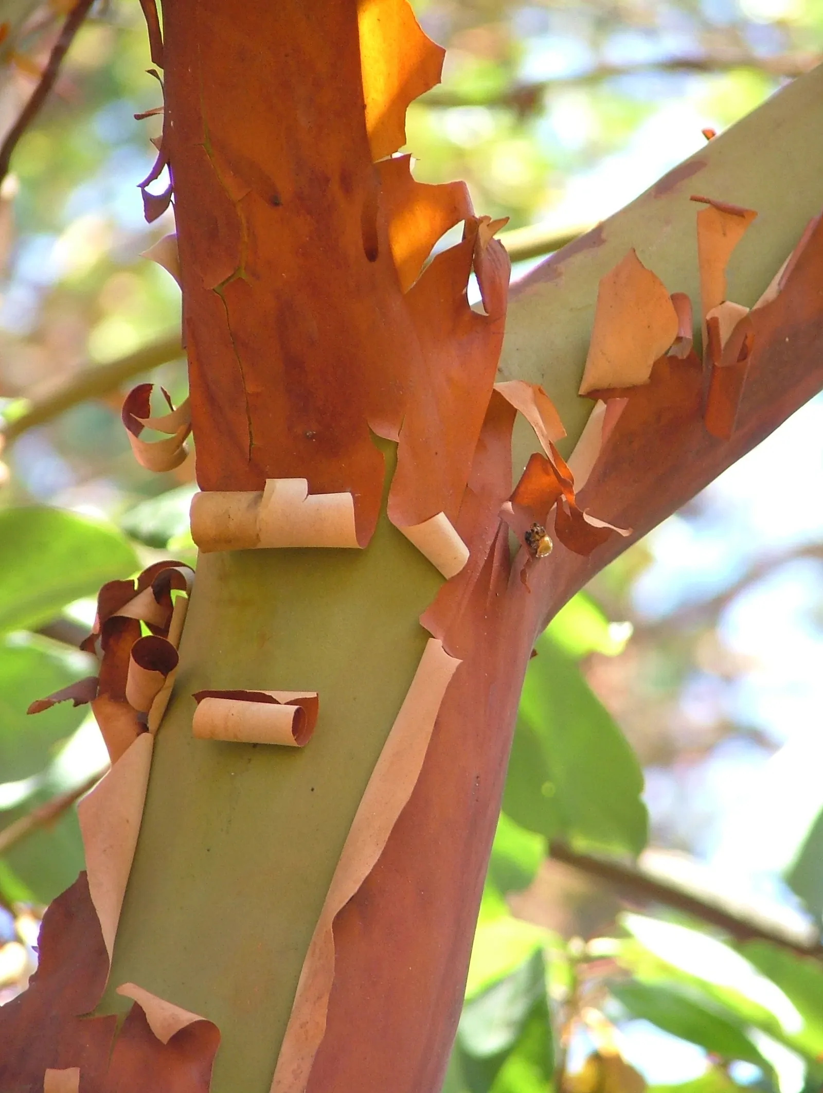 Pacific Madrone (Arbutus Menziesii) — providing year-round interest and a habitat for beneficial fauna; the Pacific Madrone (Arbutus menziesii) is a