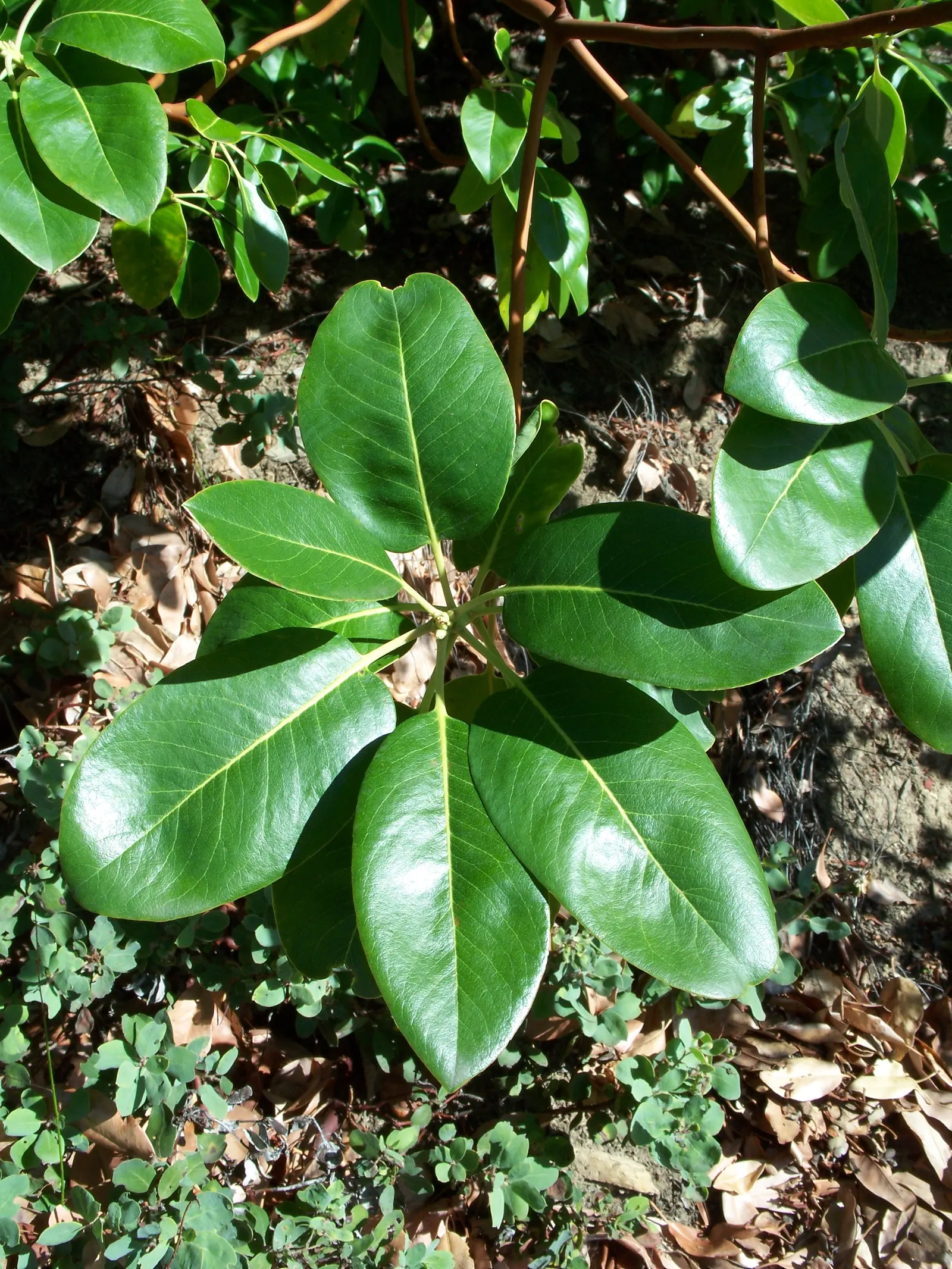 Pacific Madrone (Arbutus Menziesii) — Pacific Madrones grow to a height of 50 to 100 feet; shrub / tree with white blooms, image 78