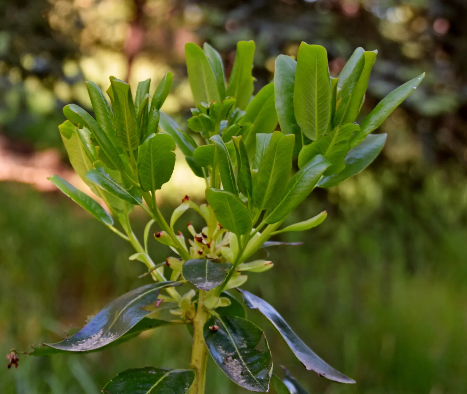 Pacific Madrone (Arbutus Menziesii) — new greenish or cinnamon-colored bark beneath; oblong leaves measuring 3 to 6 inches long, image 81