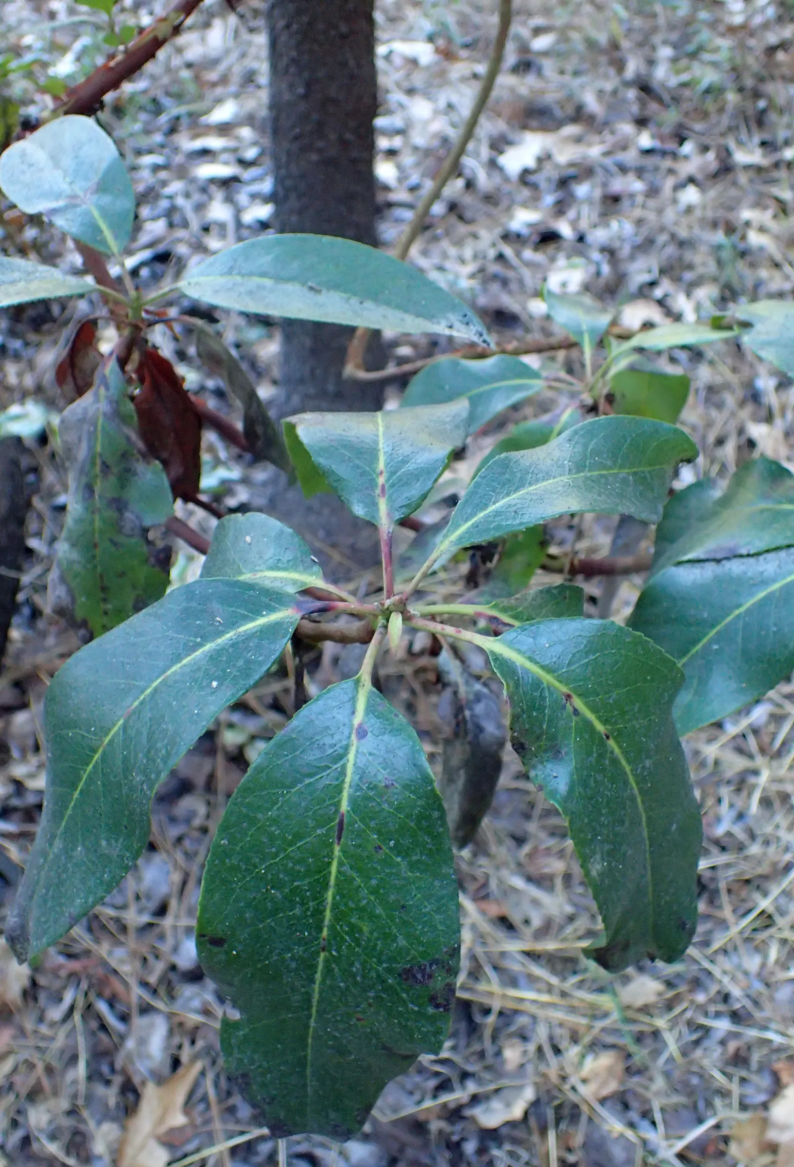 Pacific Madrone (Arbutus Menziesii) — This native to the North American Pacific Coast thrives in USDA zones 7 through 9; ideal for an, image 107
