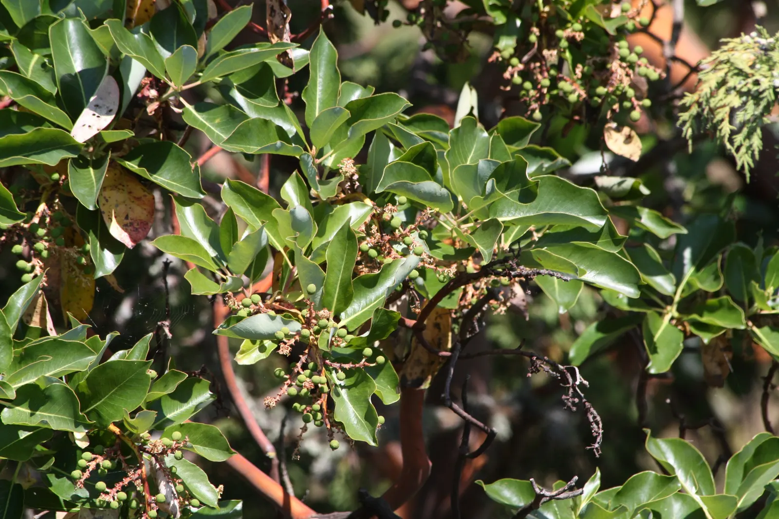 Pacific Madrone (Arbutus Menziesii) — shrub / tree with white blooms