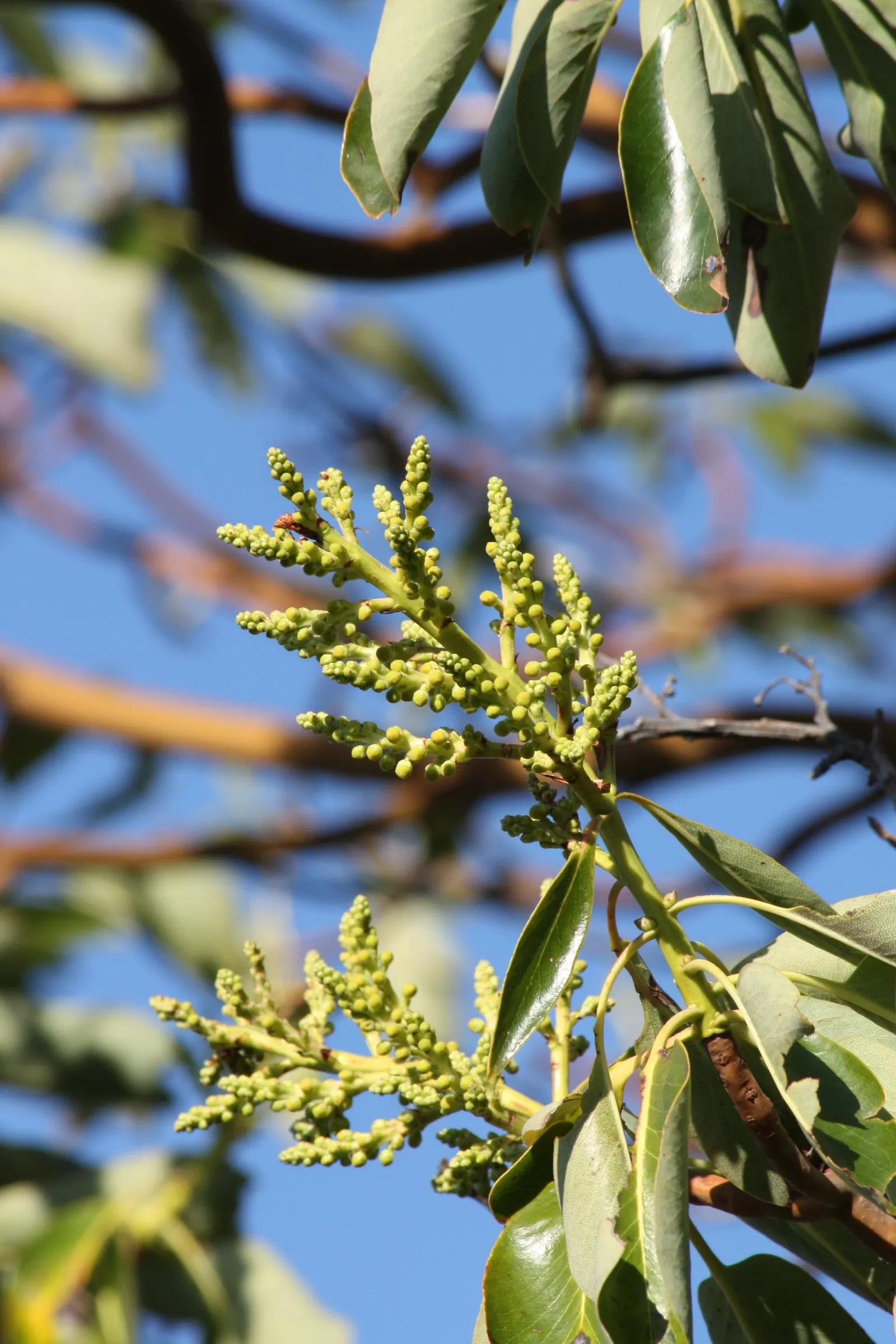 Pacific Madrone (Arbutus Menziesii) — attracting hummingbirds and bees