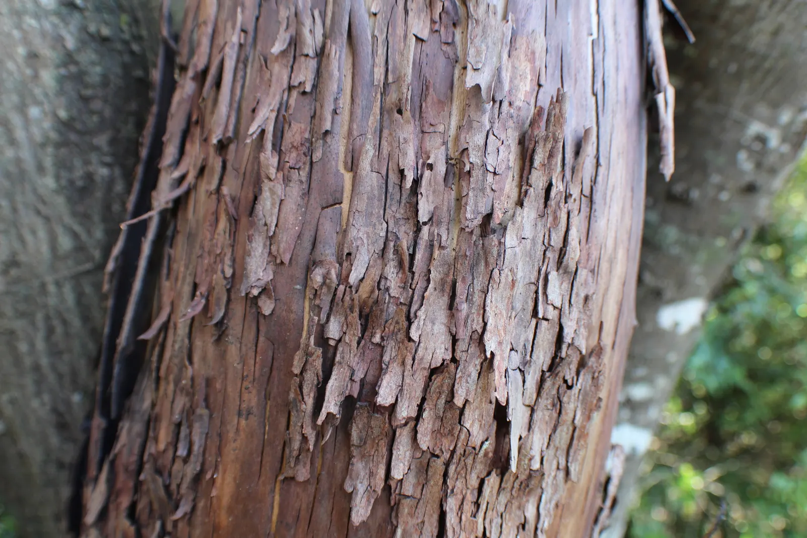 Pacific Madrone (Arbutus Menziesii) — illustrating moderate drought tolerance once established; new greenish or cinnamon-colored bark beneath, image 76