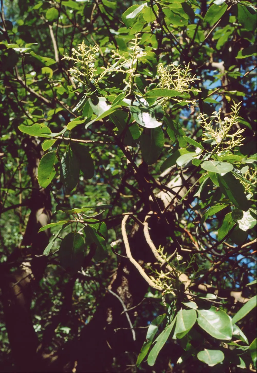 Pacific Madrone (Arbutus Menziesii) — dark green upper surface and a paler underside