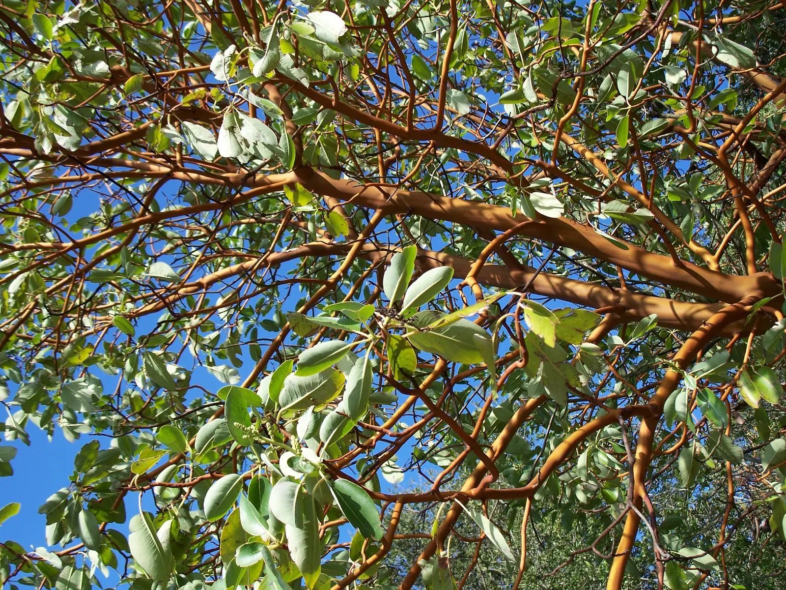 Pacific Madrone (Arbutus Menziesii) — The Pacific Madrone (Arbutus menziesii) is an evergreen with striking features: glossy green leaves; preferring