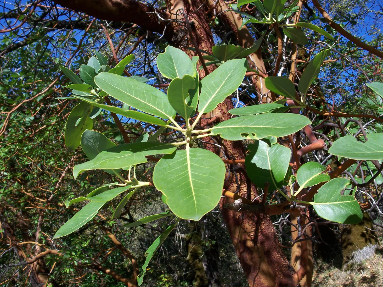 Pacific Madrone (Arbutus Menziesii) — white flowers in the garden; with a spread of 20 to 30 feet at maturity, image 94