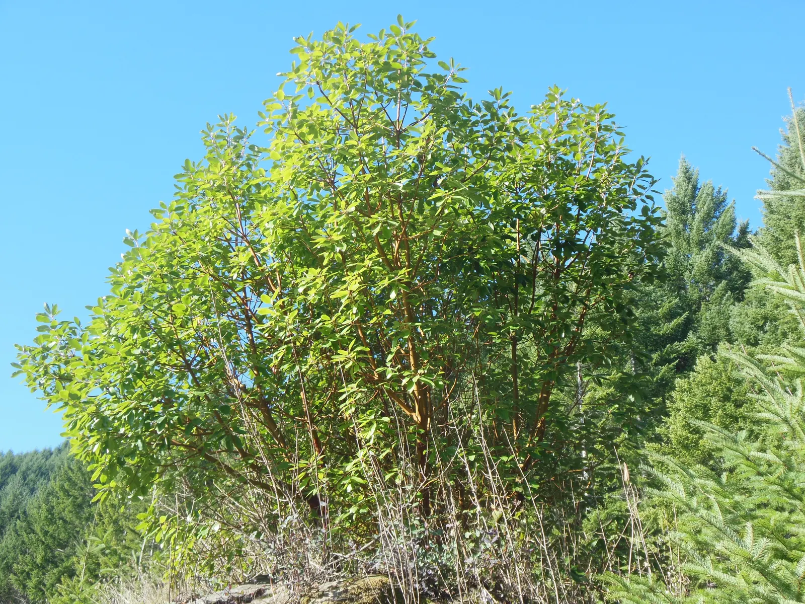 Pacific Madrone (Arbutus Menziesii) — Their reddish-brown bark peels away in thin layers; it requires full sun to partial shade to