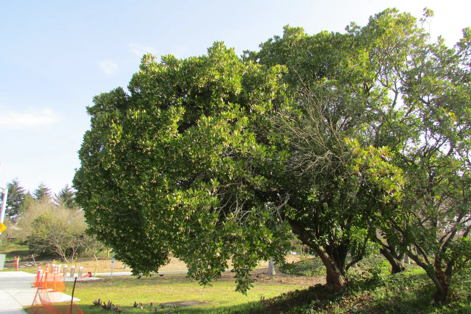 Pacific Madrone (Arbutus Menziesii) — with a spread of 20 to 30 feet at maturity; adds year-round interest and wildlife value, image 79