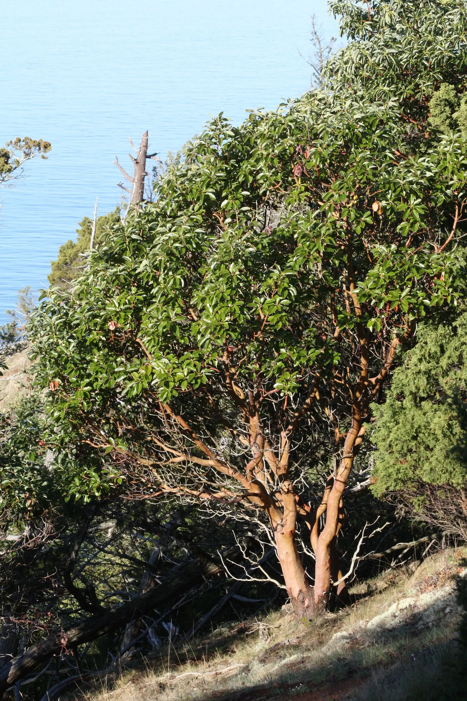 Pacific Madrone (Arbutus Menziesii) — illustrating moderate drought tolerance once established; new greenish or cinnamon-colored bark beneath