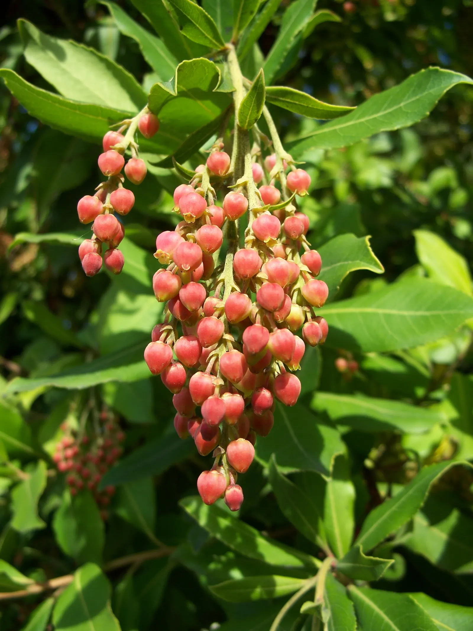 Pacific Madrone (Arbutus Menziesii) — oblong leaves measuring 3 to 6 inches long