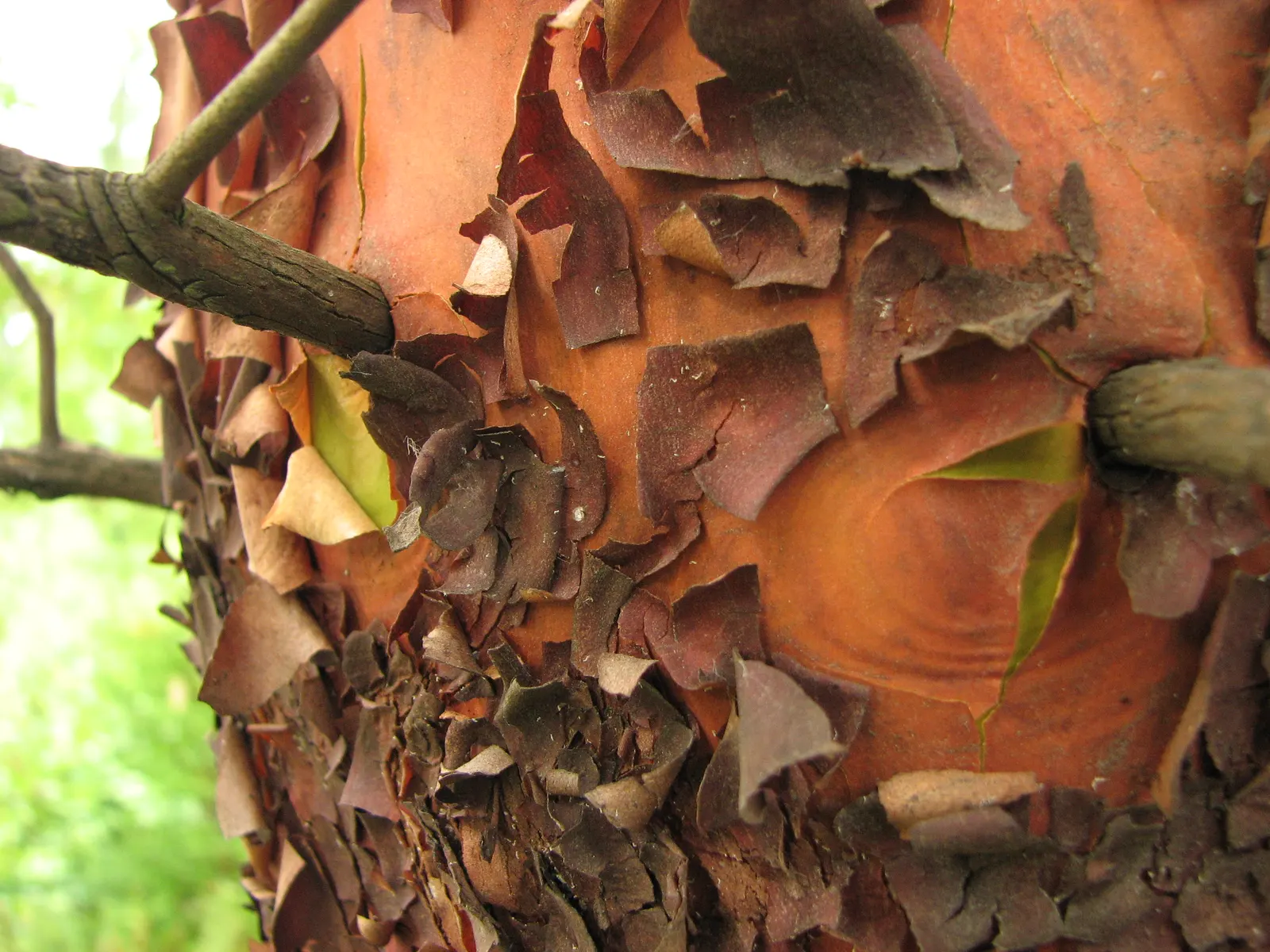 Pacific Madrone (Arbutus Menziesii) — The Pacific Madrone (Arbutus menziesii) is an evergreen with striking features: glossy green leaves, image 65