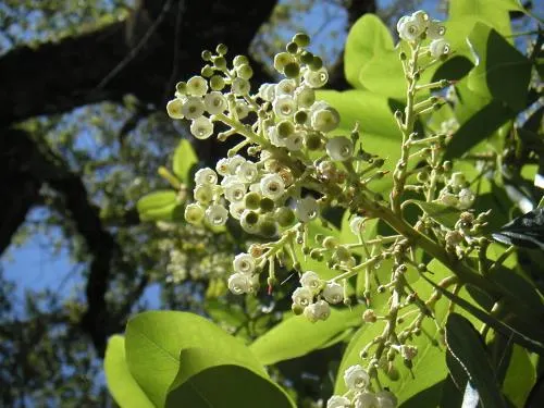 Pacific Madrone (Arbutus Menziesii) — the tree produces orange-red berries; provide ample space to showcase its sculptural form and peeling bark, image 88