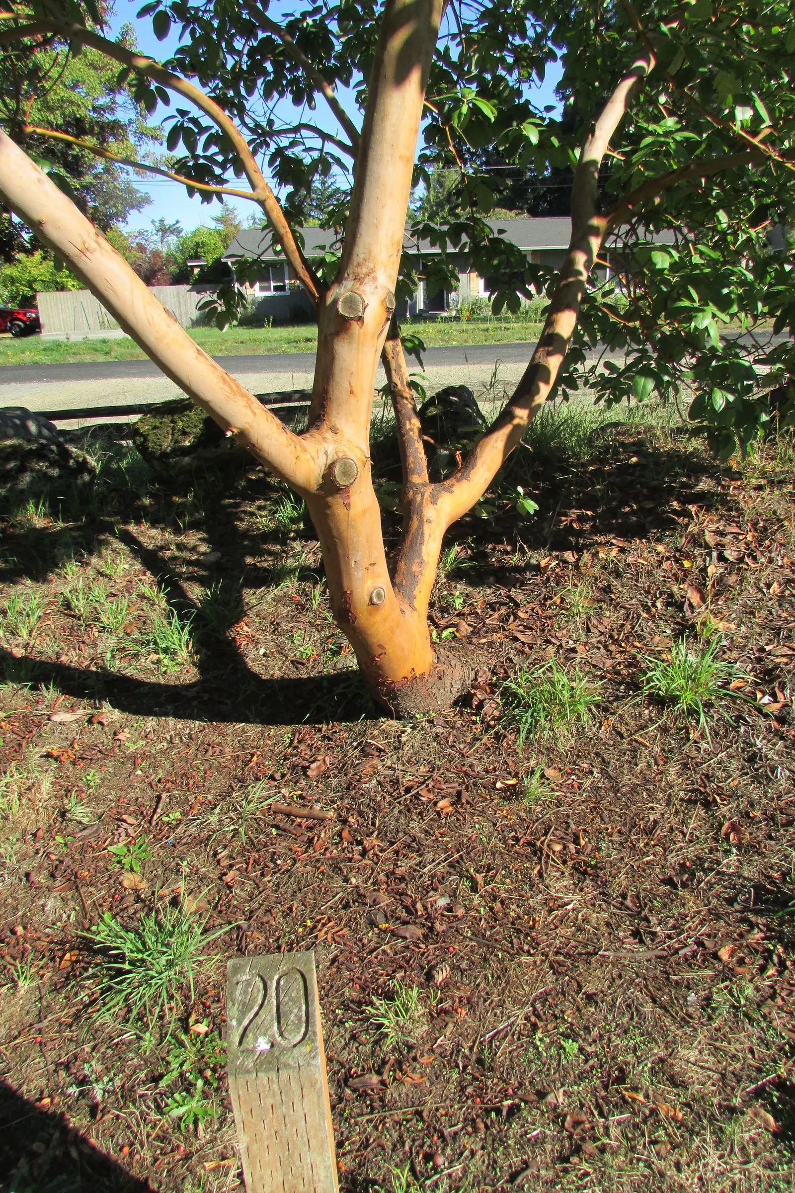 Pacific Madrone (Arbutus Menziesii) — multi-hued visual texture that is especially pronounced during late spring and summer; which aligns with conservation