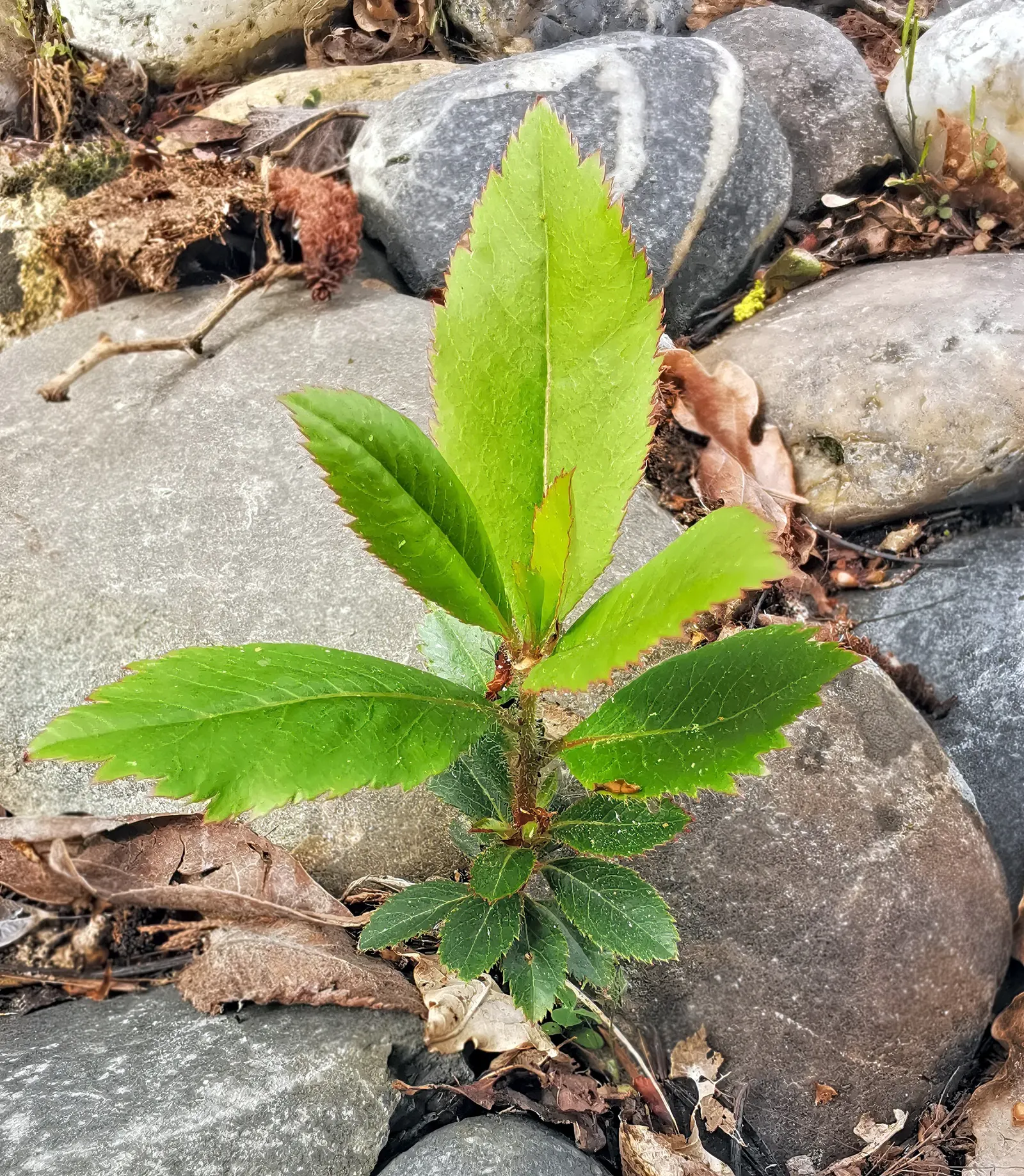 Pacific Madrone (Arbutus Menziesii) — Preferring well-drained soil, it's drought-tolerant once established; regular watering is essential during, image 100