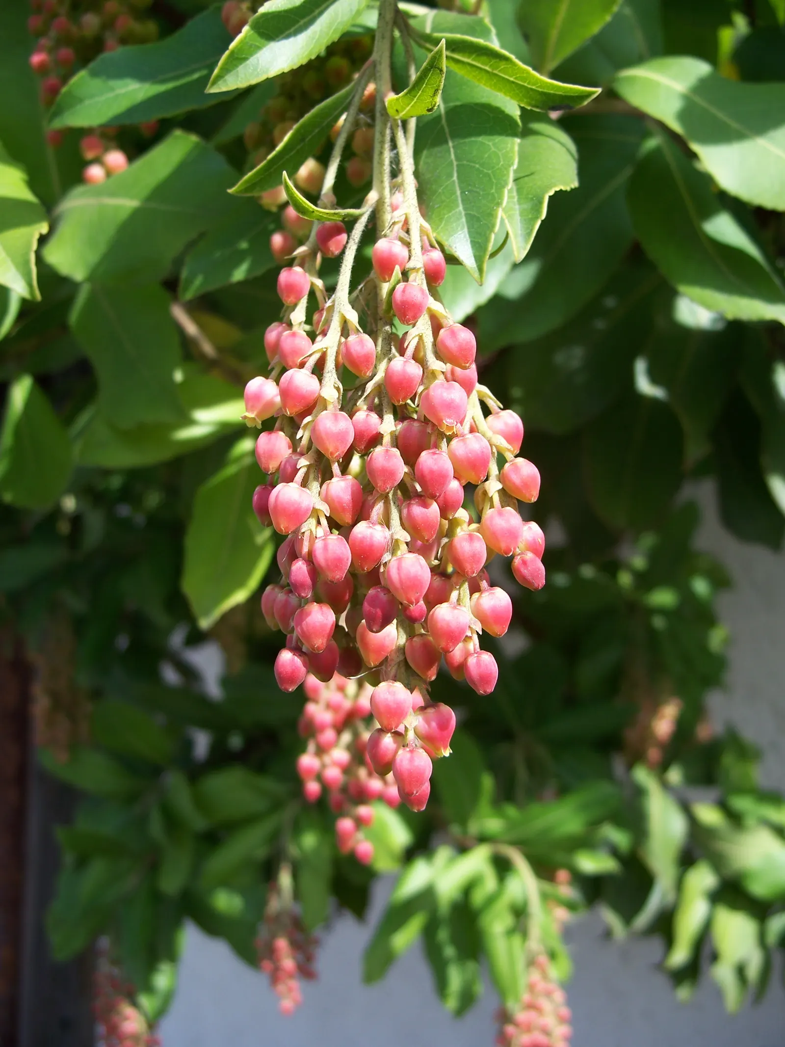 Pacific Madrone (Arbutus Menziesii) — white or pale pink flowers emerge; attracting hummingbirds and bees, image 86