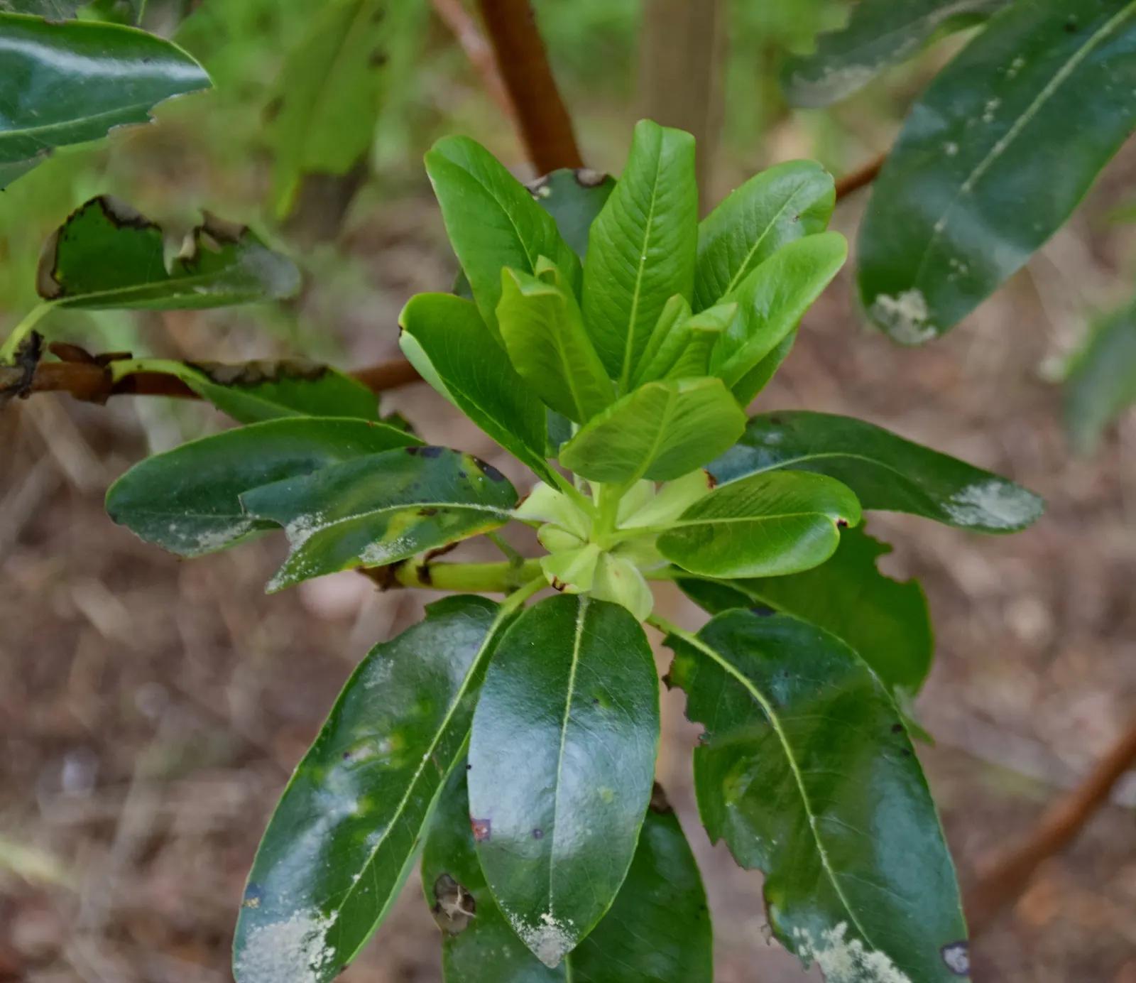 Pacific Madrone (Arbutus Menziesii) — celebrated for its unique appearance and adaptability; this striking specimen surely will be a highlight within the