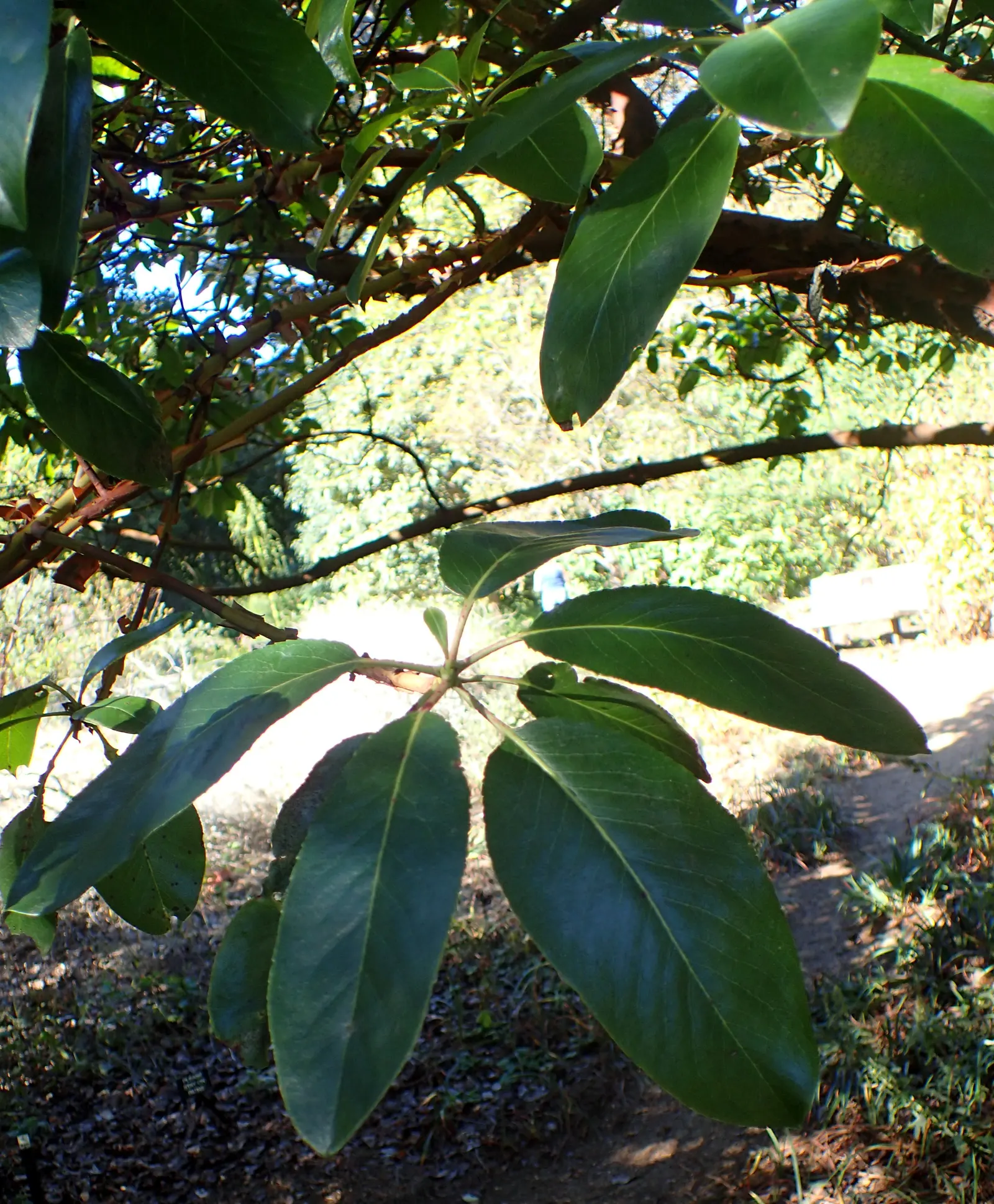 Pacific Madrone (Arbutus Menziesii) — Preferring well-drained soil, it's drought-tolerant once established; regular watering is essential during the young tree