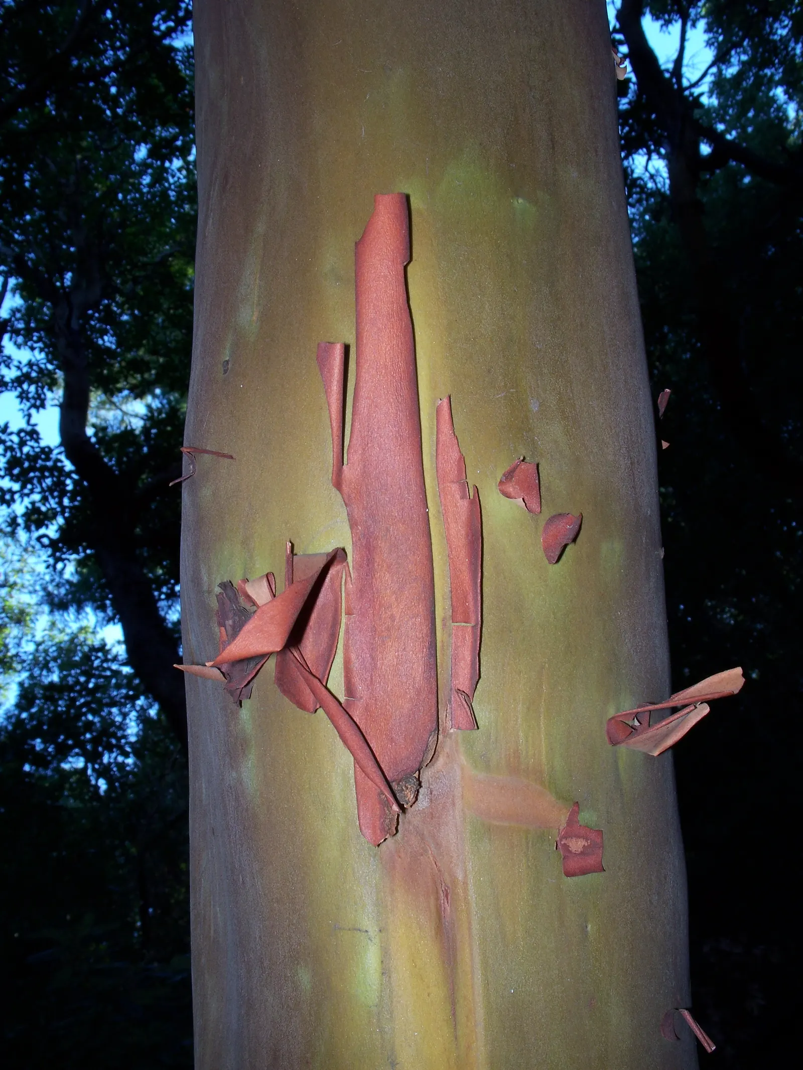 Pacific Madrone (Arbutus Menziesii) — oblong leaves measuring 3 to 6 inches long; celebrated for its unique appearance and adaptability, image 84