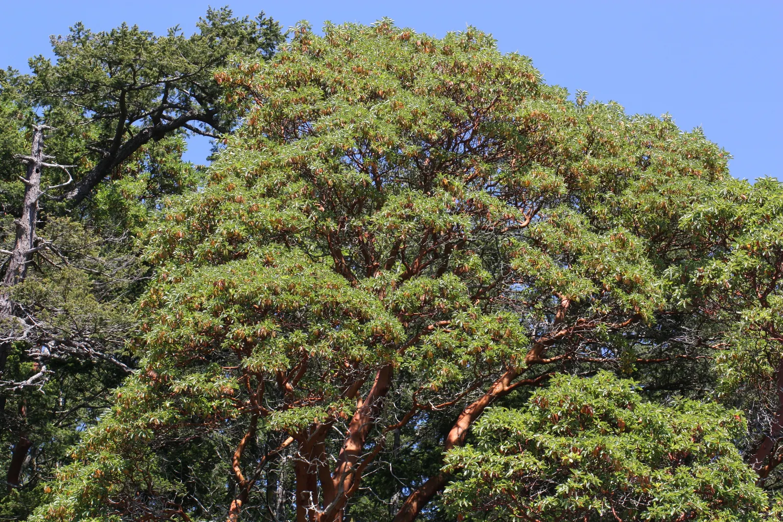 Pacific Madrone (Arbutus Menziesii) — which aligns with conservation principles and low water-use landscaping