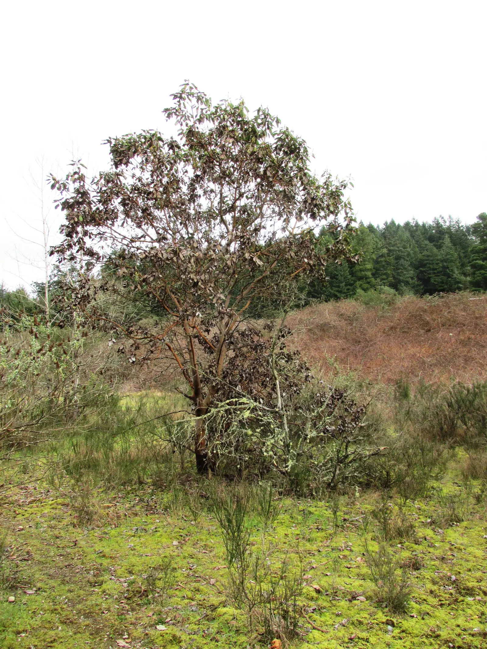 Pacific Madrone (Arbutus Menziesii) — ideal for an architecturally interesting focal point in your landscape; it grows 50-100 ft tall and 20-30 ft, image 106