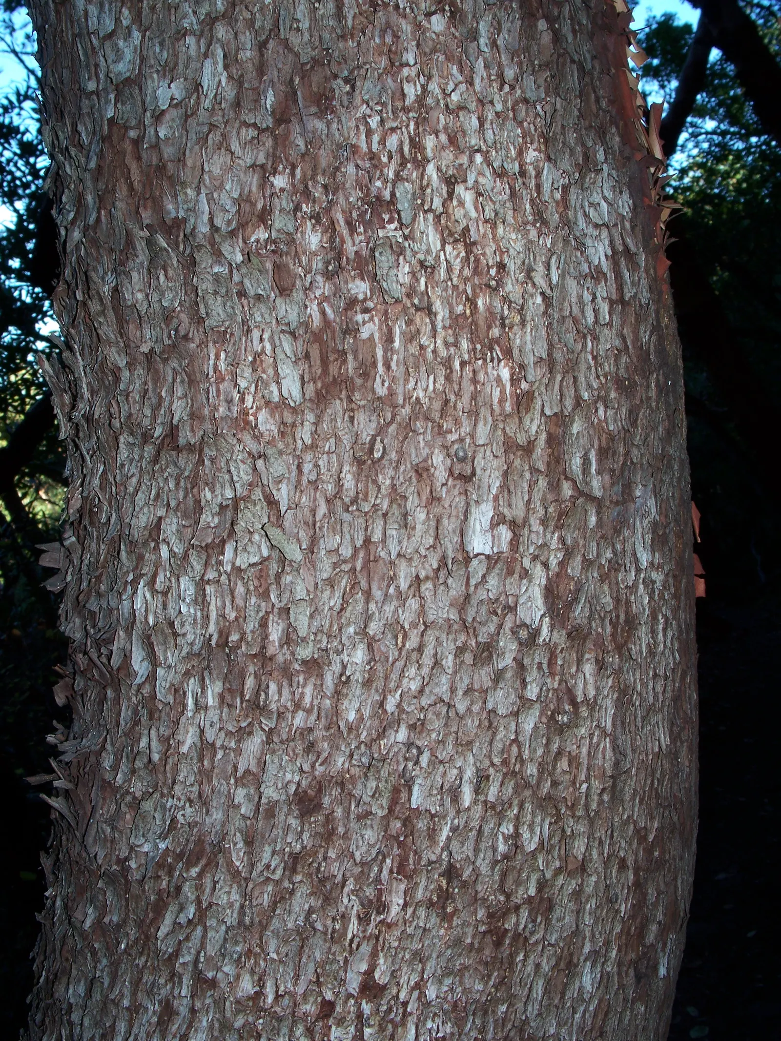 Pacific Madrone (Arbutus Menziesii) — It requires full sun to partial shade to flourish.<br><br>Characteristically; the tree produces orange-red, image 77