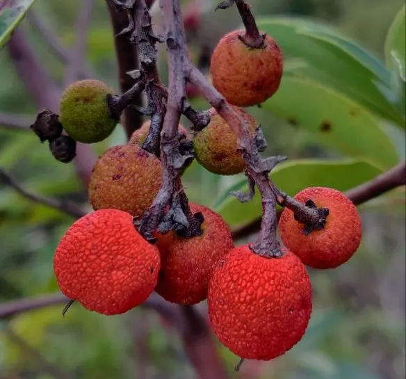 Pacific Madrone (Arbutus Menziesii) — transitioning to minimal watering regimen once established; <br><br>The foliage consists of leathery, image 90