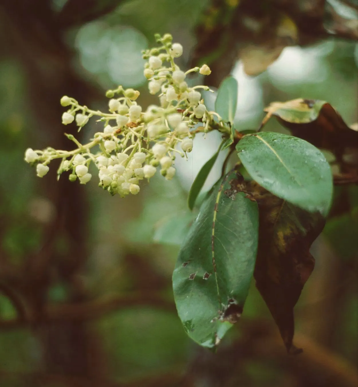 Pacific Madrone (Arbutus Menziesii) — It grows 50-100 ft tall and 20-30 ft wide; multi-hued visual texture that is especially pronounced during, image 67