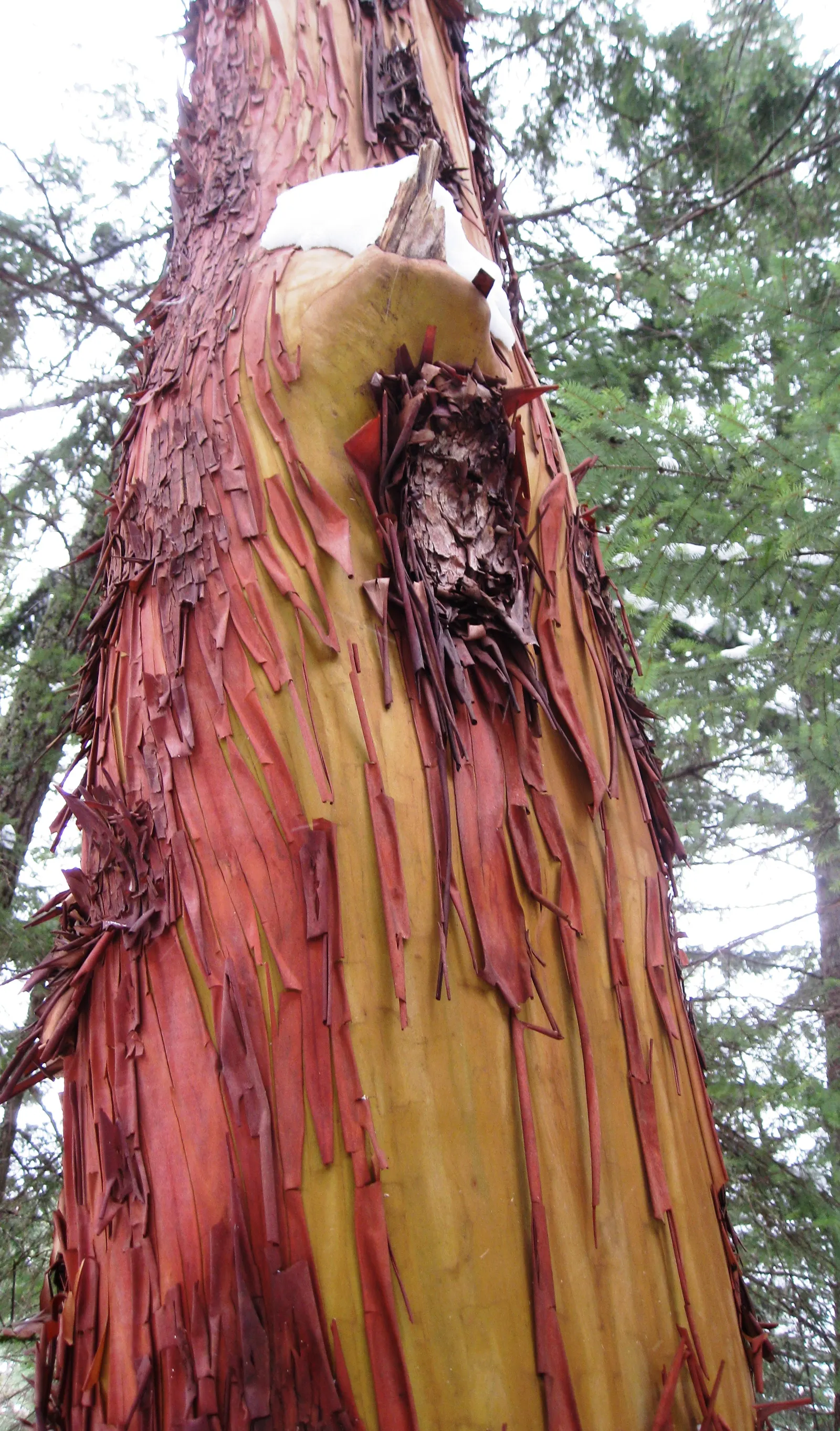Pacific Madrone (Arbutus Menziesii) — providing year-round interest and a habitat for beneficial fauna; the Pacific Madrone (Arbutus menziesii) is a, image 93