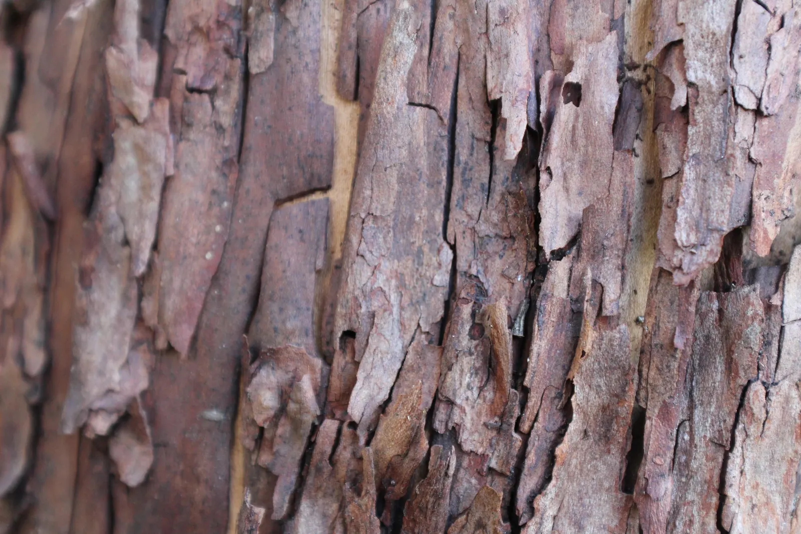 Pacific Madrone (Arbutus Menziesii) — Provide ample space to showcase its sculptural form and peeling bark; shrub / tree for half or shade