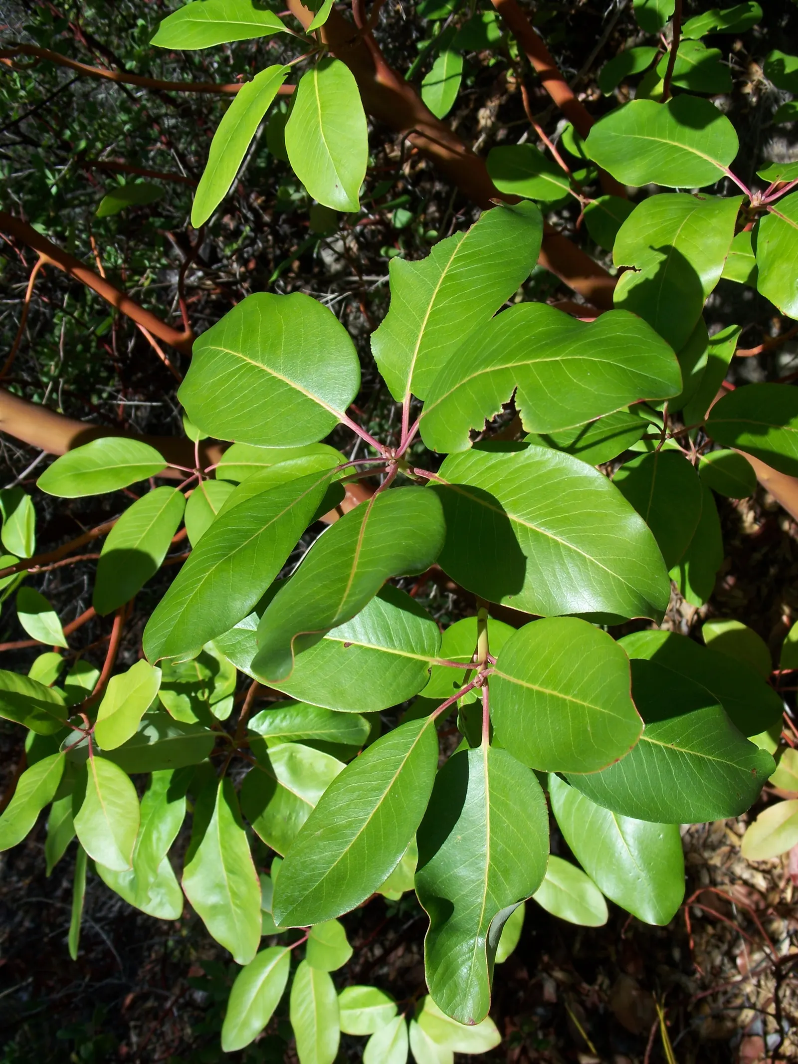 Pacific Madrone (Arbutus Menziesii) — transitioning to minimal watering regimen once established