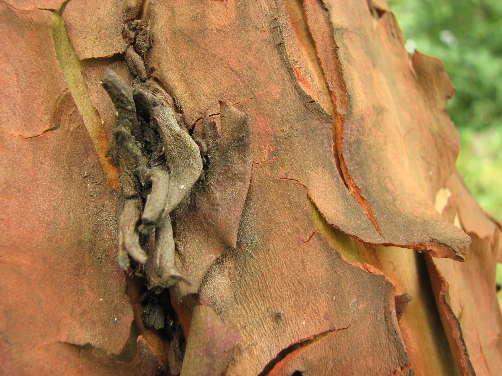 Pacific Madrone (Arbutus Menziesii) — which aligns with conservation principles and low water-use landscaping; transitioning to minimal watering, image 91