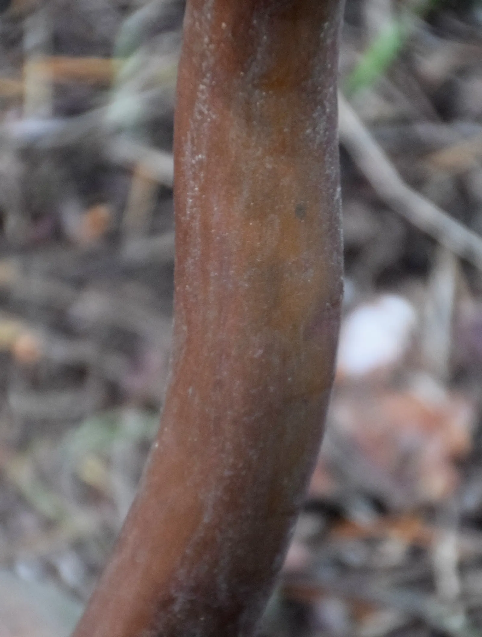 Pacific Madrone (Arbutus Menziesii) — It requires full sun to partial shade to flourish.<br><br>Characteristically; the tree produces orange-red berries