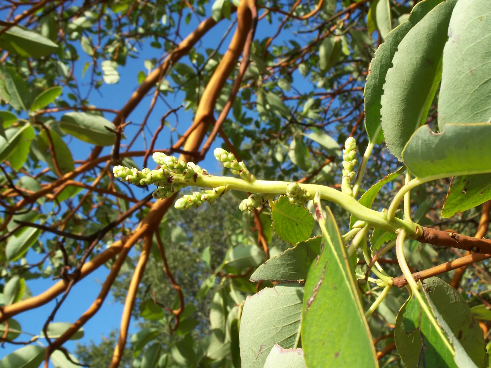 Pacific Madrone (Arbutus Menziesii) — Ideal for large spaces and native plant landscapes; pacific Madrones grow to a height of 50 to 100 feet, image 71
