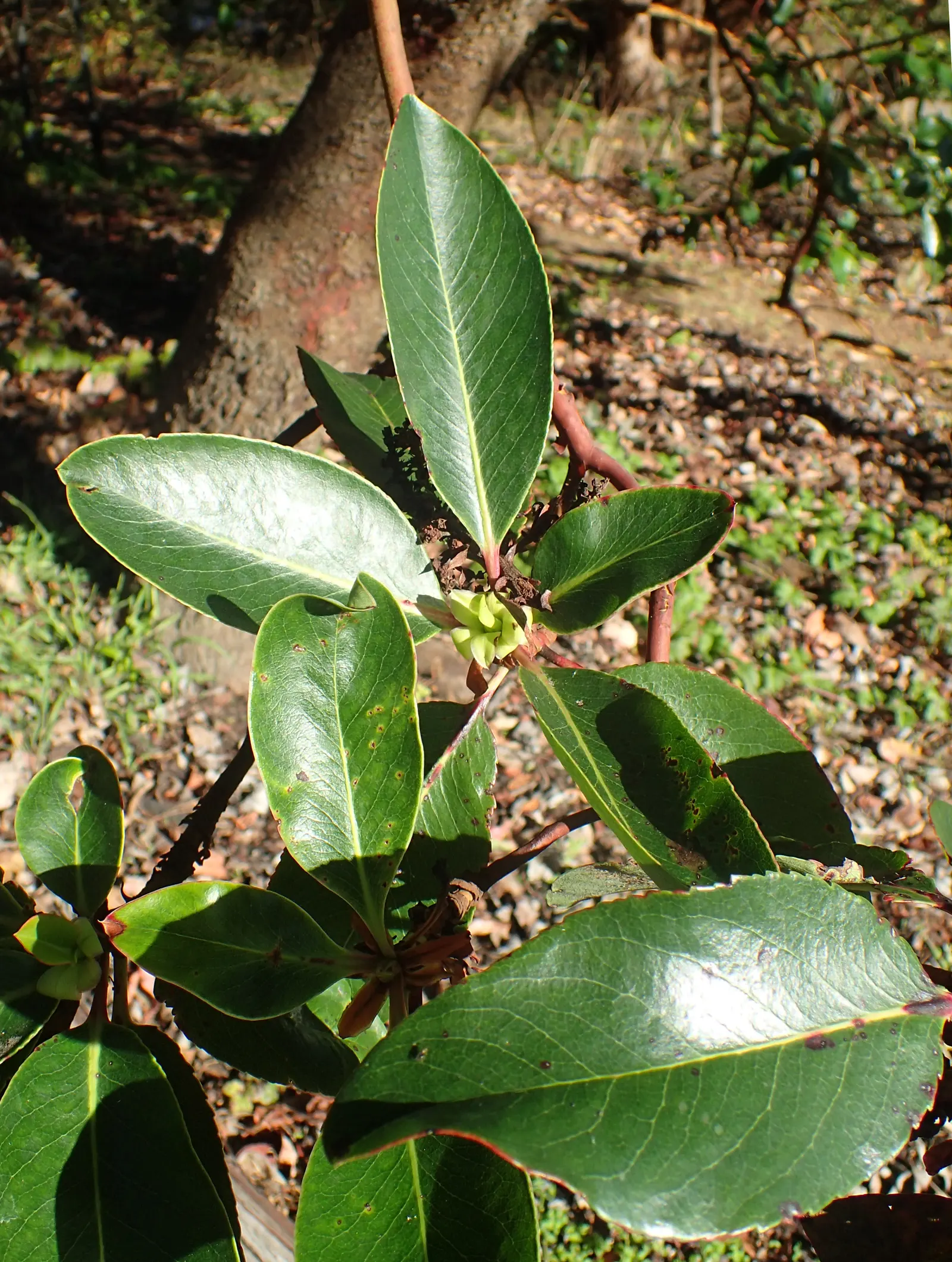 Pacific Madrone (Arbutus Menziesii) — white or pale pink flowers emerge