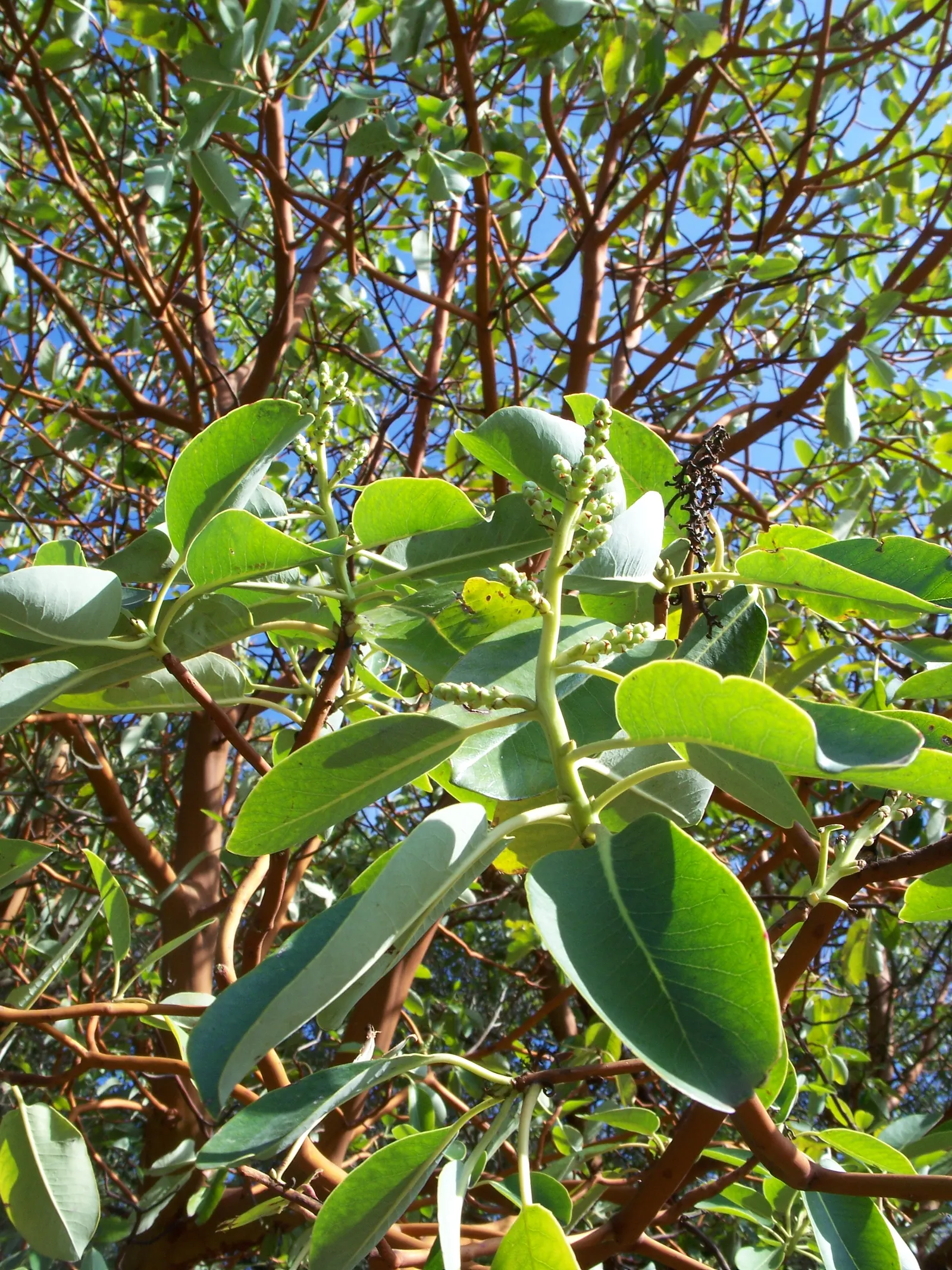 Pacific Madrone (Arbutus Menziesii) — new greenish or cinnamon-colored bark beneath
