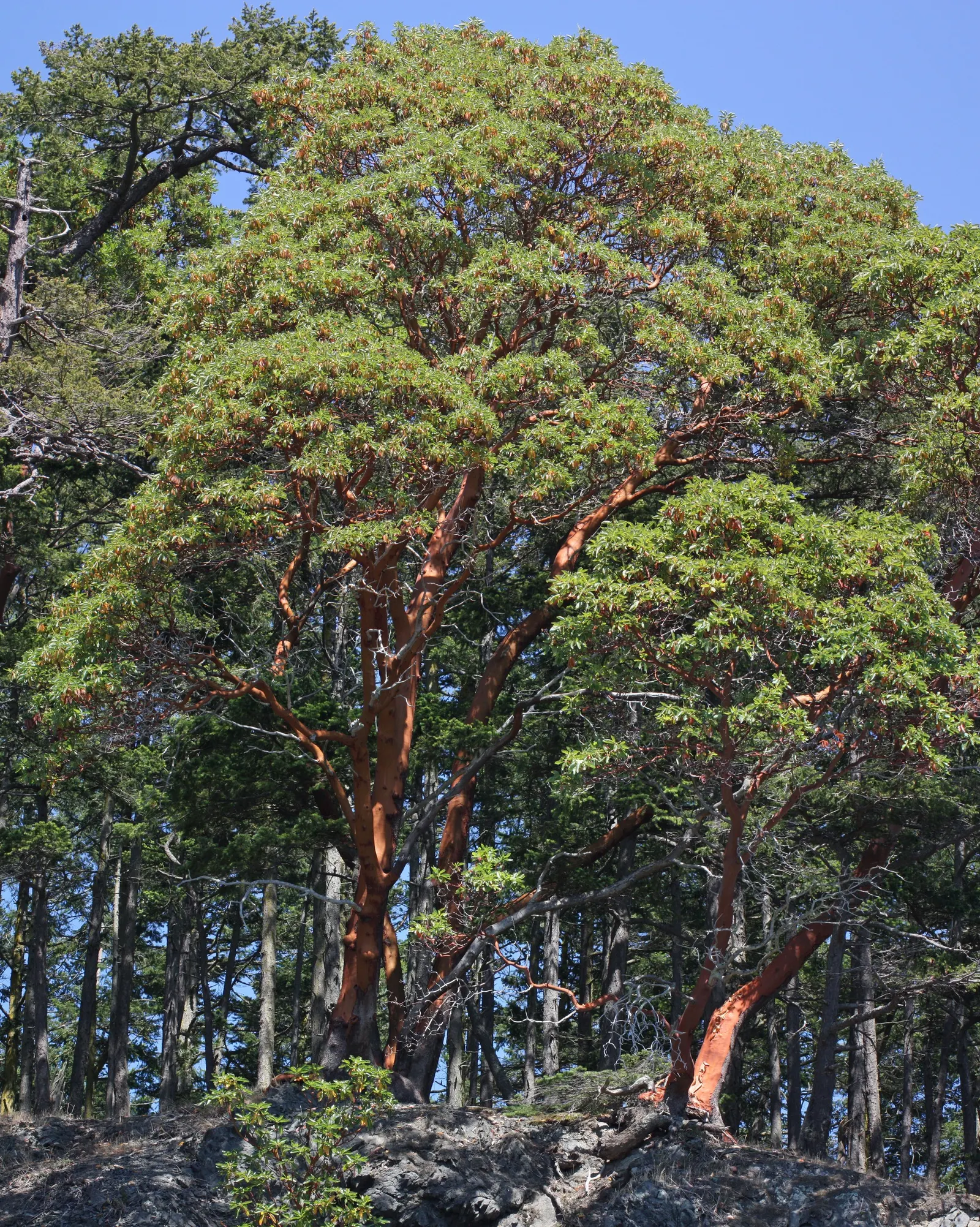 Pacific Madrone (Arbutus Menziesii) — followed by orange-red berries; this native to the North American Pacific Coast thrives in USDA zones 7, image 98