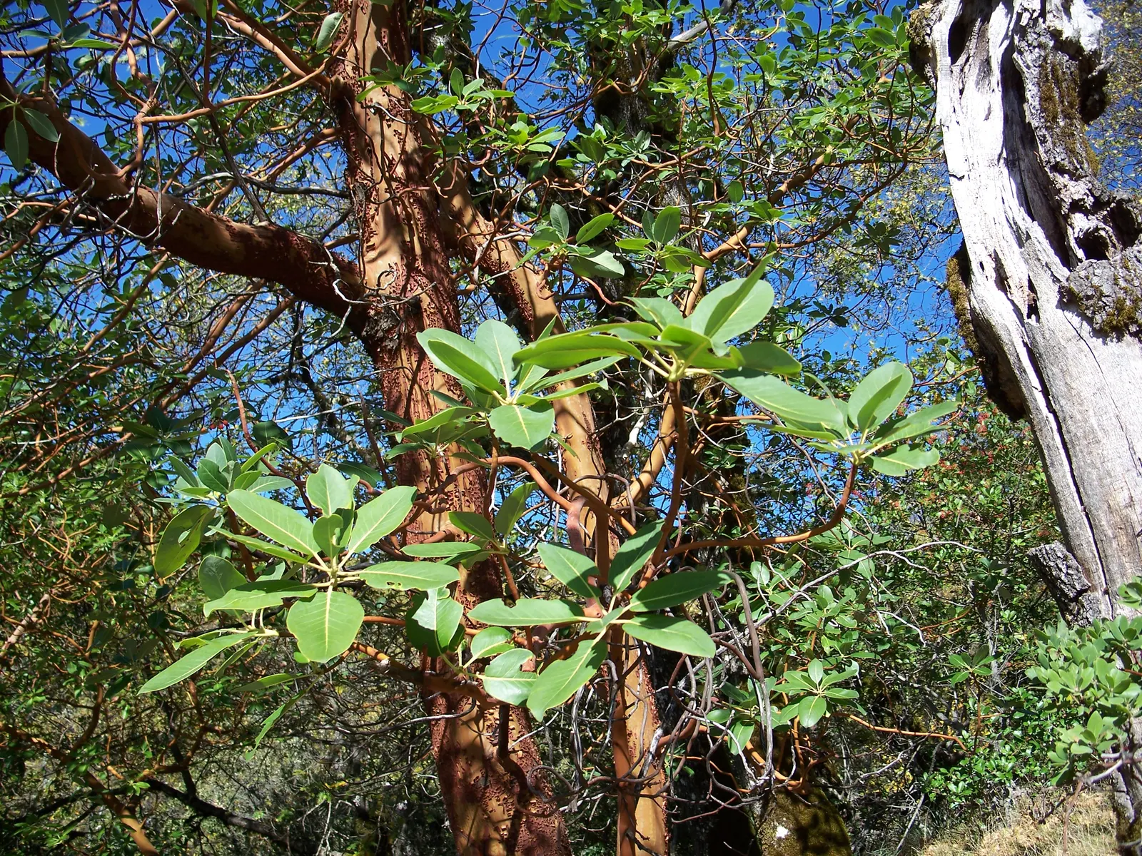 Pacific Madrone (Arbutus Menziesii) — shrub / tree for half or shade