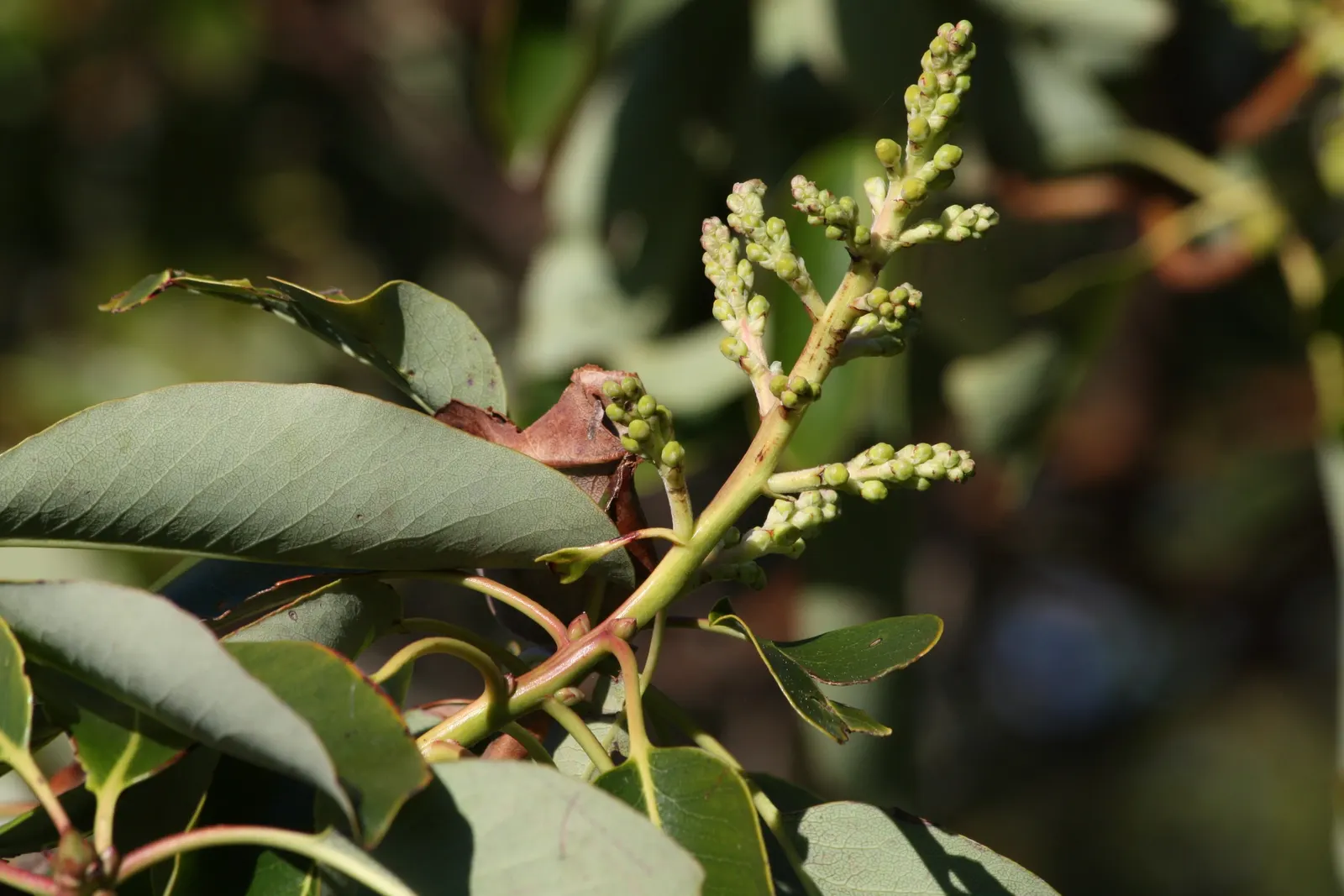 Pacific Madrone (Arbutus Menziesii) — It requires full sun to partial shade to flourish.<br><br>Characteristically; the tree produces orange-red, image 109